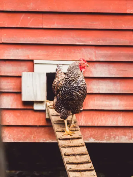 istockphoto-2175869867-612x612