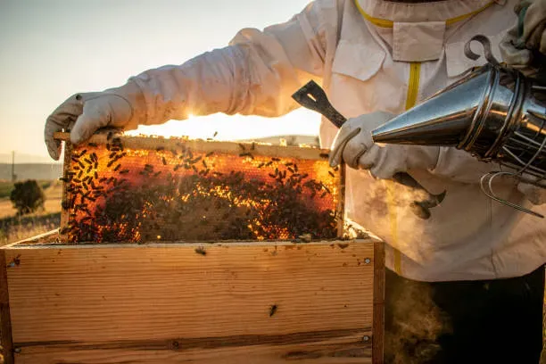 Matériel apiculture et ruche à Montbrison